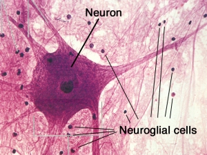 Jaringan Saraf (Neural Tissue)